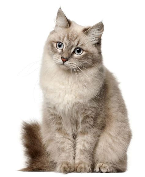 Siberian Cat Sitting in Front of White Background