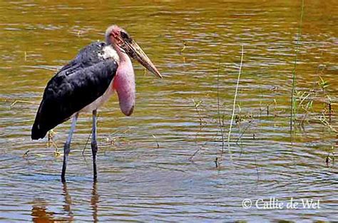 Family Ciconiidae - Storks