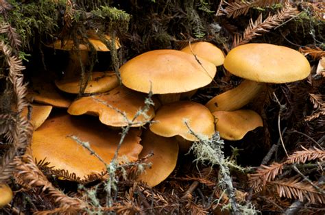 Rustgills (Genus Gymnopilus) · iNaturalist.org