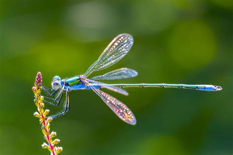 Dragonflies are not only beautiful but also ferocious predators with sharp mandibles, nearly 360 ...