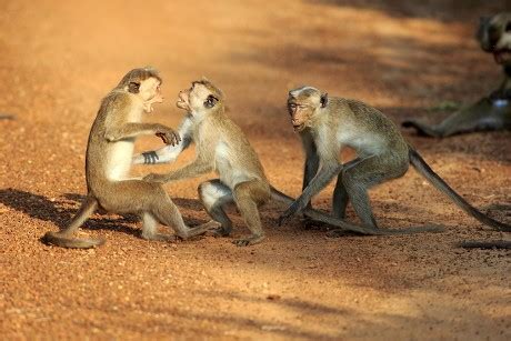 75 Monkey attack Stock Pictures, Editorial Images and Stock Photos | Shutterstock