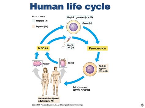 PPT - Cell Division and Cell Cycle PowerPoint Presentation, free download - ID:6392265