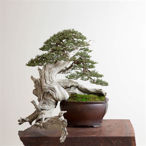 The Art of Japanese Bonsai Trees | Craftsmanship Magazine