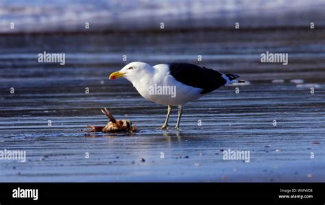 A seagull captured and eaten a crab alive on the shore of Puñihuil beach at low tide on the ...