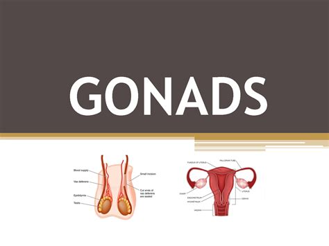 SOLUTION: Gonads placenta kidney misc hormones - Studypool