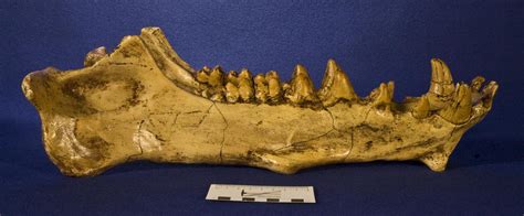 WitmerLab Dinosaur Skull Collection: archaeotherium