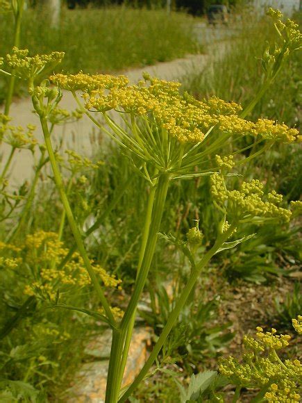 Wild Parsnip (Pastinaca sativa)