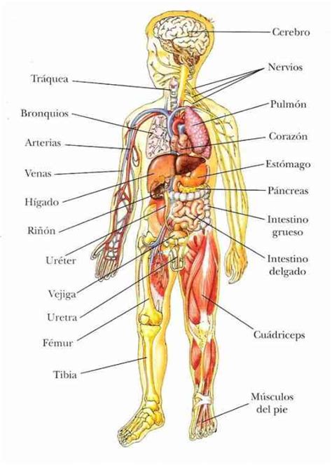 Partes internas del cuerpo humano