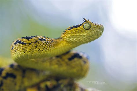 A la recherche des Atheris endémiques de Tanzanie, Atheris rungweensis ...