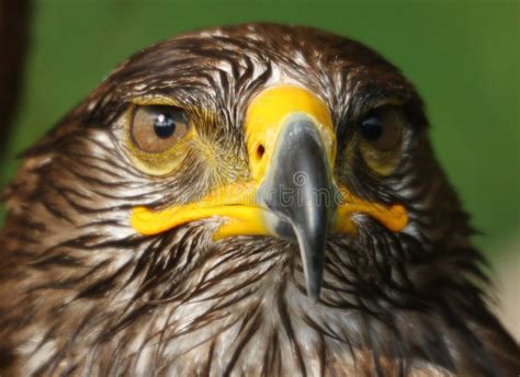 Eagle with Yellow Hooked Beak and the Watchful Eye Stock Image - Image of majesty, falconry ...