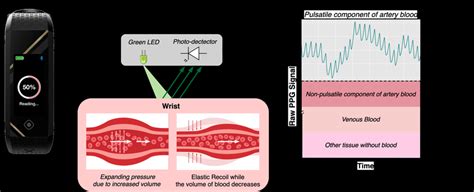 Illustration of the working principle of a PPG sensor. Changes in blood ...