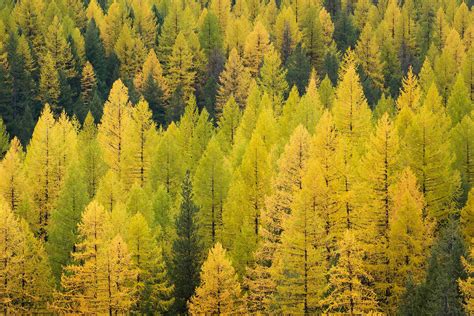 Western Larch forest Montana - Alan Crowe Photography