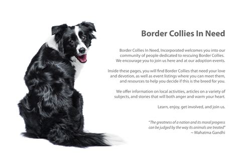 Border Collies In Need: Border Collies Rescue and Adoption