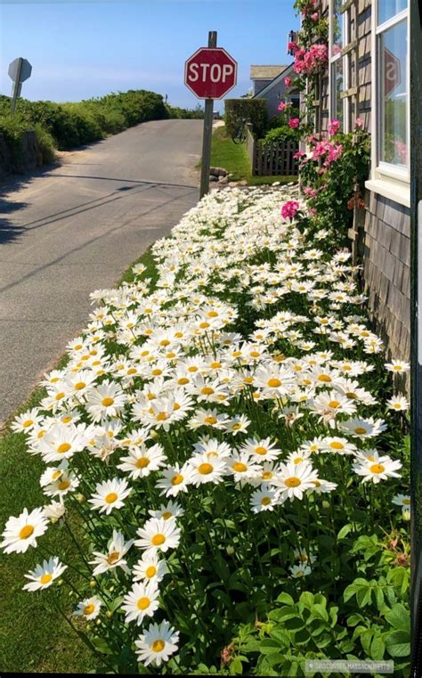 Pin by Tammy Heller on Nantucket II in 2021 | Nantucket, Plants, Massachusetts