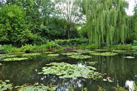 Monet's pond | Plants, Pond, Photography