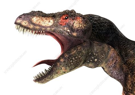 Tyrannosaurus rex, artwork - Stock Image - C007/1007 - Science Photo Library