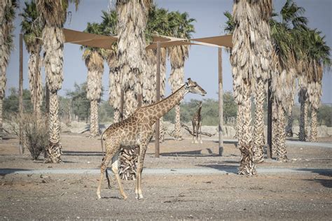 Sharjah Safari park opens: ticket prices, opening hours and what to see