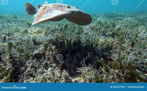 Stingrays. Leopard Electric Stingray - this Electric Stingray Grows Up ...