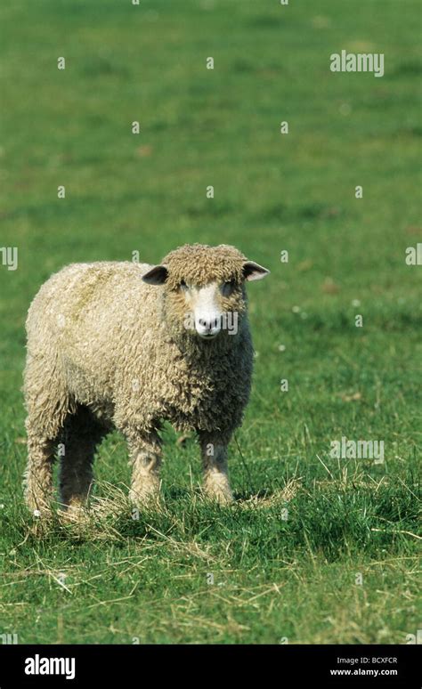 Lincoln Longwool Sheep UK Stock Photo - Alamy