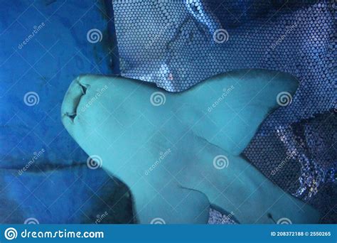 Predatory Tropical Fish Shark Swims in the Ocean Water in the Aquarium Stock Photo - Image of ...