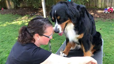 Bernese Mountain Dog Grooming: How to trim your dog's feet. Trimming Bernese Mountain Dog's feet ...