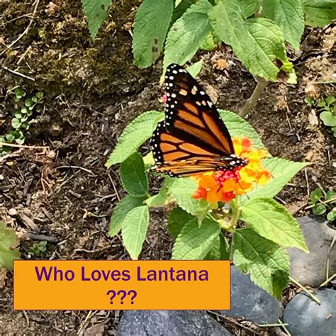 Butterflies Love Lantana - So Let's Grow it in the Garden