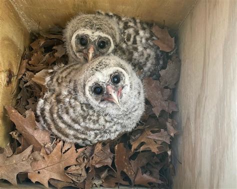 Dane County Humane Society | Raptor Reuniting: Baby Barred Owls