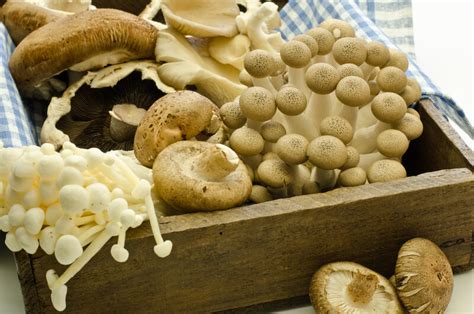 Medicinal Mushrooms: Your Guide to Natural Health and Healing – Be ...