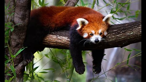 Darjeeling , Red Panda #sortsvideo #sorts #redpanda #darjeeling - YouTube