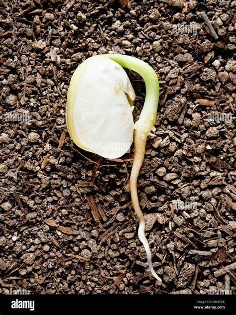 GERMINATING LIMA BEAN STUDIO (BUSH VARIETY FORKHOOK #242 Stock Photo ...