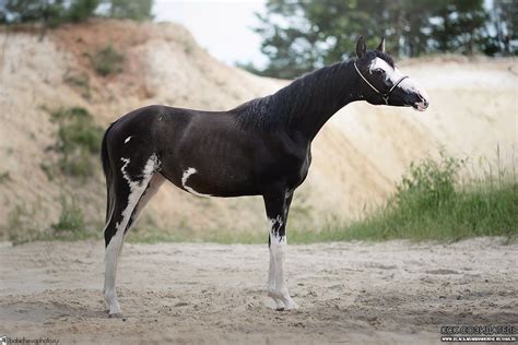 GANDHARA BLACK FAME Arabian black sabino mare 2016. Import from Europe #ArabianHorses Arabian ...