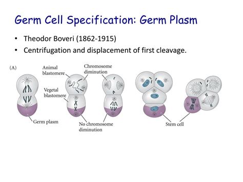 PPT - Germ Cells PowerPoint Presentation, free download - ID:2128315