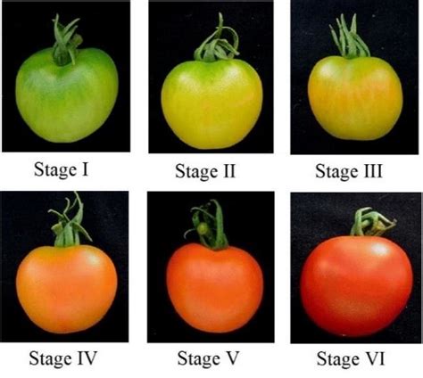 Usda Tomato Color Chart