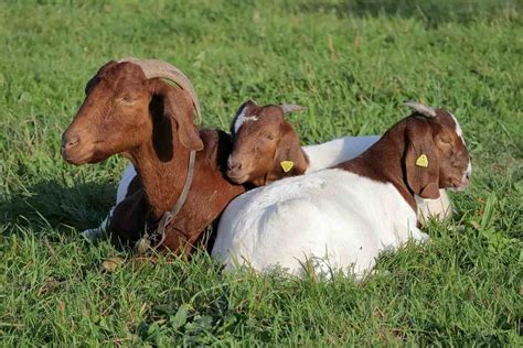 Goat Farming In Maharashtra, Breeds, And Subsidy | Agri Farming