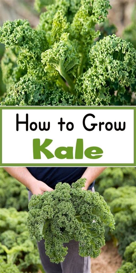 G 4 Gardening: How to Grow Kale