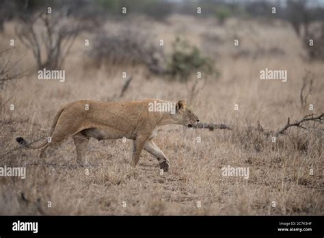 Female lion hunting for prey Stock Photo - Alamy