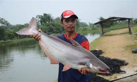 15 Spesies Ikan Air Tawar Terbaik Negara (part 1) - Umpan