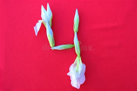 Figure 4 of White Iris Flowers on a Red Background. Arabic Numerals from Flowers Stock Photo ...