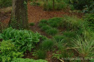 Carex divulsa – Knoll Gardens – Ornamental Grasses and Flowering Perennials