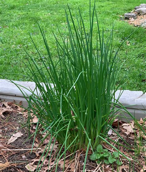 Chives: How to Plant & Grow - SproutedGarden.com