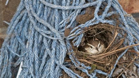 Learn About A House Wrens Nest, Eggs, And Mating Rituals