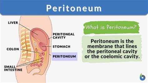 Peritoneum - Definition and Examples - Biology Online Dictionary