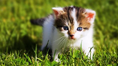 Free Download Cute Baby Animal Wallpapers