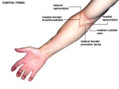 DAA: Joints - Appendicular Skeleton flashcards | Quizlet