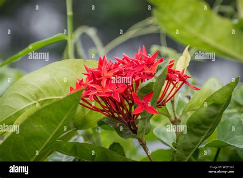 Rubiaceae family hi-res stock photography and images - Alamy