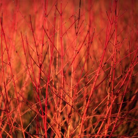 Cornus sanguinea 'Annys winter Orange'