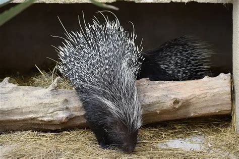 Cape Porcupine - Facts, Diet, Habitat & Pictures on Animalia.bio