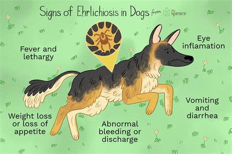 How to Treat the Tick-Borne Disease Ehrlichiosis in Dogs
