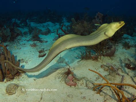 3 Cool Facts About Moray Eels | Roatan Divers
