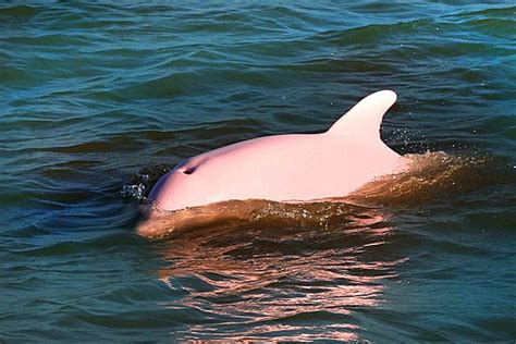 Hong Kong's rising conservationists fight to save pink dolphins | Albino animals, Pink animals ...